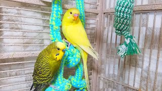 Help Lonely Budgies to Chirp Nature Parakeets Bird Sound 12 Hr [upl. by Pippas]