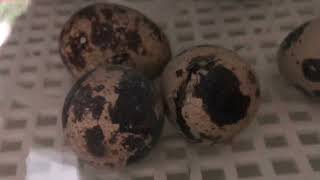 Our FIRST Quail Hatchling FULL VIDEO [upl. by Suitangi551]