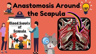 Anastomosis around the Scapula Explained in 2 MINUTES  Upper Limb Anatomy [upl. by Colb]