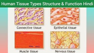 Human Tissue Types Structure Function amp Location Hindi  Types of Tissue  Classification of Tissue [upl. by Sucam204]