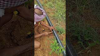 Tap fitting mirchi agriculture forming shortvideo shorts [upl. by Rakso]