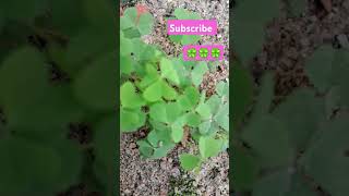 oxalis plants 🪴 kha Jata hvlogeer ❤️ garden viralshort vlogeer garden gardenplants [upl. by Yelkrab255]