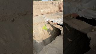 Green parrot big hole chala gya£amp“”amp£MImran [upl. by Hannah]