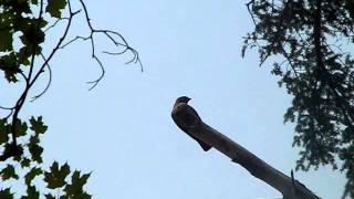 Broadwinged Hawk at Happy Valley Forest ON [upl. by Anikat]