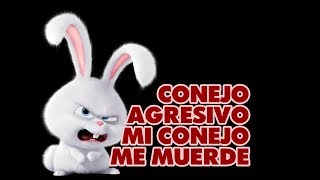 CONEJO AGRESIVO 😡 Mi Conejo Me Muerde [upl. by Jariv]