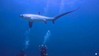 166 Thresher Shark Kimod Shoal Malapascua 20230817 [upl. by Leonor]