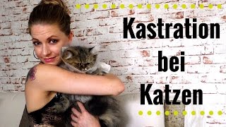 Katze Mähne wird kastriert  Vorbereitung Erfahrung Umgang [upl. by Neelie]