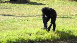 Bonobo La vallée des singes [upl. by Ettennaj874]