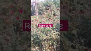 Rose care in winter pruning nature gardeningideas organicgardening gardningtips gardeningide [upl. by Scevo]