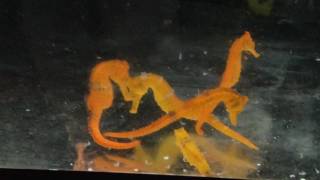 Orange Seahorse feeding on frozen food [upl. by Esdras]