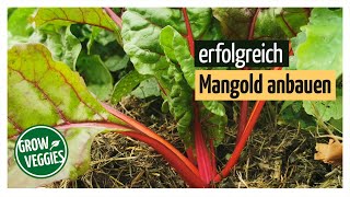 Mangold erfolgreich anbauen  Gemüseanbau im Garten für die Selbstversorgung gartengemuesekiosk [upl. by Beebe609]