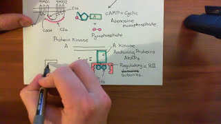 Gastric Acid Secretion Part 6 [upl. by Tannenbaum]