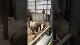 Elephants at Blackpool Zoo [upl. by Krahling50]