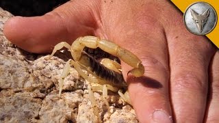 Stung by a Scorpion  with Sting Closeup [upl. by Ettesyl]