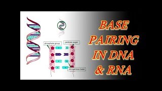 Base Pairing in DNA and RNA [upl. by Notniw]