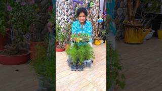 Garden Decoration Ideas  Useful Tips for Soil Preparation gardening reels ideas garden [upl. by Ynohtnakram635]