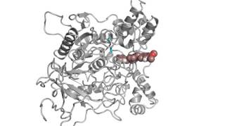 Donepezil binding to AChE [upl. by Loferski]