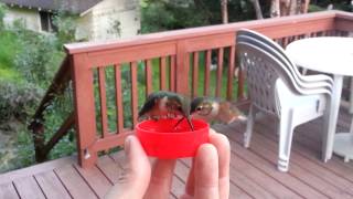 HandFeeding Hummingbirds [upl. by Attesoj455]