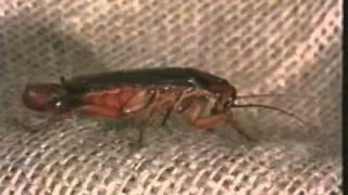 COCKROACHES LIFECYCLEMPG [upl. by Crystal]