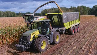 Mais 2023  LU Piening  2x Claas Xerion  JCB Fastrac  Claas Jaguar 970  Corn Harvest  Maisernte [upl. by Mizuki479]