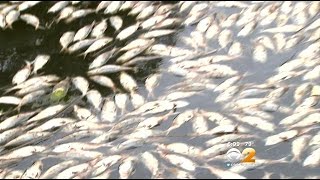 Thousands More Dead Fish Found Floating In Peconic River [upl. by Twyla]