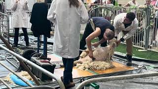 Sydney Royal Easter Show 2024 Day 6 Goat Pavilion 🐐Chatting to a Narrandera High angora exhibitor [upl. by Annocahs]