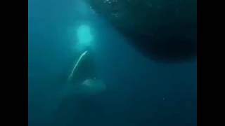 Baleen Whale feeding on Herring Fish [upl. by Corkhill]