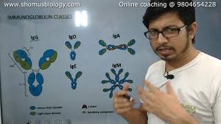 Antibody structure and function  Immunoglobulin [upl. by Palestine]