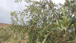 Arbequina Olive Tree from Flowering to Fruting l Budding Flowering Fruiting l Utopia Olive Orchard [upl. by Marigolde]