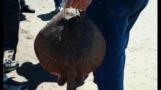 Pesca de Raya en Punta Mogotes Mar del Plata [upl. by Stubbs908]