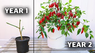 Here’s How to REGROW the Same Pepper Plant Every Year How to Overwinter Your Peppers [upl. by Audry]