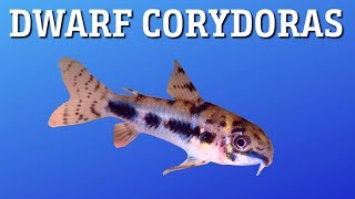 Corydoras Habrosus Care [upl. by Anirehtak997]