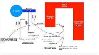 Coronary Circulation  Coronary Arteries amp Cardiac Veins [upl. by Ennairda]