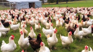 European Farmers Raise Millions Of Chickens In Free Range Farms This Way  Chicken Farming [upl. by Baram296]