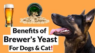 Brewers Yeast Benefits Side Effects and More [upl. by Dallas339]