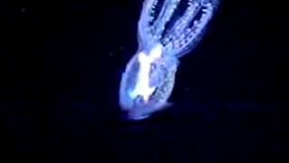 Cephalopod video Vitreledonella richardi [upl. by Ilat]