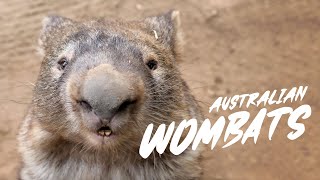 Wombats [upl. by Berenice130]