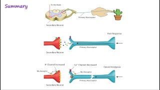 Opioid Mechanism of Action [upl. by Hallette]