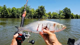 4 Hours of RAW and UNCUT Kayak Catfishing  Drift Fishing the Tennessee River [upl. by Notxam978]