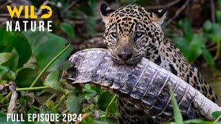 WILD AMAZON  Mysteries of the Ultimate Predators  Animal documentary [upl. by Burnley654]