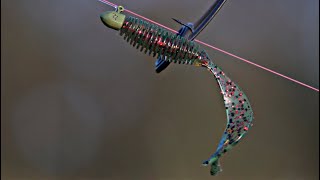 these new soft plastics catch fish [upl. by Greg739]