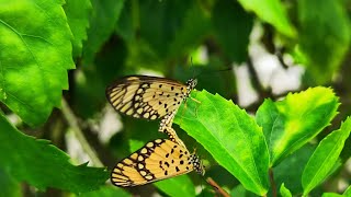 VIDEO OF TWO BUTTERFLIES HAVING SEX MATING [upl. by Esorbma]