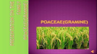 Poaceae Family Characteristics Gramineae [upl. by Anirtal]