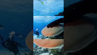 Tiger shark Sniffs 🐬🦈🤿🌊shorts youtubeshorts shortsfeed shortvideo viralvideo trending [upl. by Garap201]