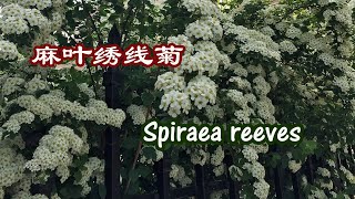 麻叶绣线菊 Spiraea cantoniensis Bridalwreath Spiraea Spiraea reeves [upl. by Anne-Marie480]