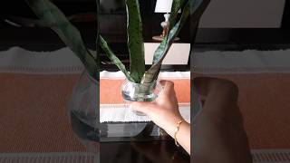 snake plant propagation fypyoutube propagation snakeplant explorepage indoorplants [upl. by Tristas179]