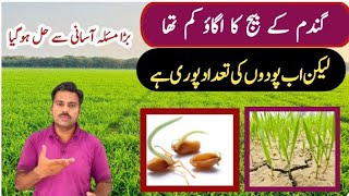 Wheat seed poor germination in field and its solution  Abid Ali Agrarian [upl. by Reteip]