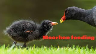 Moorhens and chicks feeding [upl. by Sibby273]