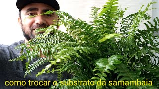 Como trocar o substrato da samambaia de uma maneira fácil e rápida DanielNatureza851 [upl. by Rehtaeh139]