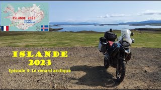 Road trip en Islande épisode 3 rencontre avec le renard arctique [upl. by Siuluj]